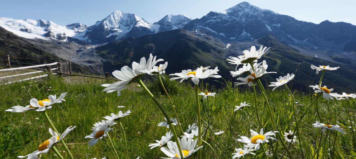 Der Frühling verwandelt die Landschaft in ein Blütenmeer